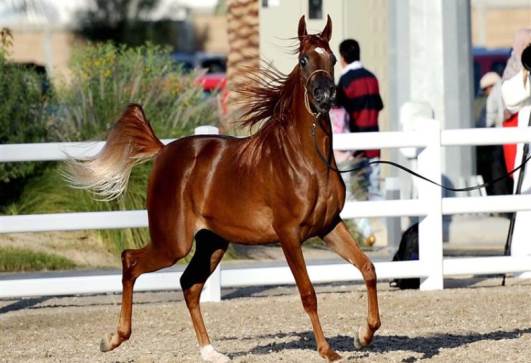 الخيول العربية