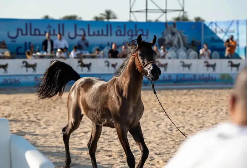 بطولة الخيول العربية